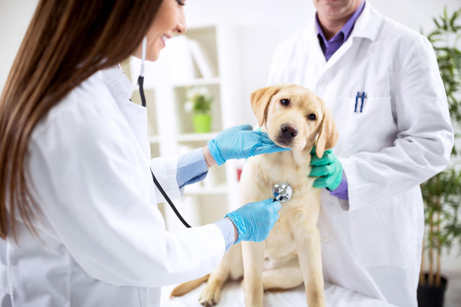 E- Medicina Veterinária | e-CPF A3 1 Ano em Nuvem